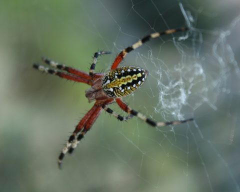 red and black spider