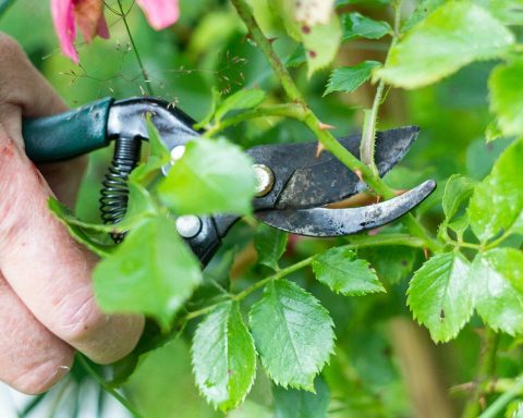 a man is trimming a tree with a pair of pliers