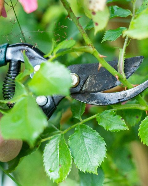 a man is trimming a tree with a pair of pliers