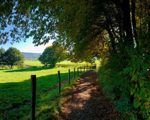 a path in the middle of a lush green field