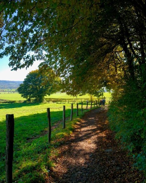 a path in the middle of a lush green field