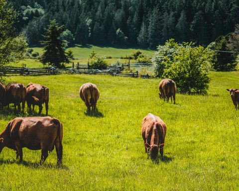 herd of horses on green grass field during daytime