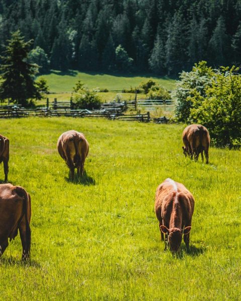herd of horses on green grass field during daytime